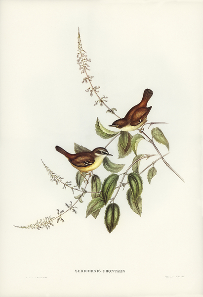 White-fronted Sericornis Sericornis frontalis illustrated by Elizabeth Gould 1804–1841 for John Gould’s 1804-1881 Birds of Australia  Print