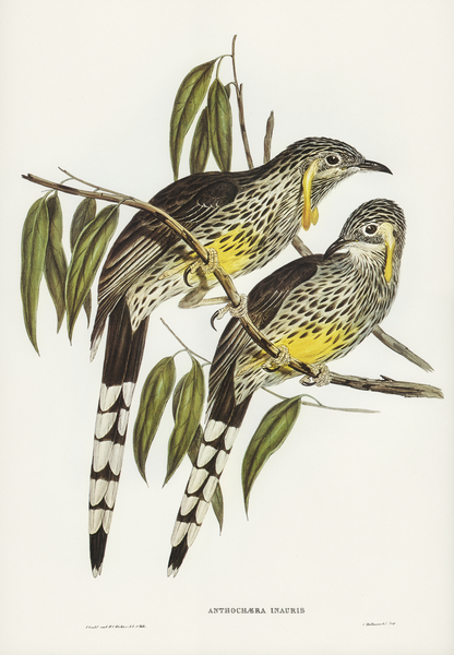 Graeat Wattled Honey-eater Anthochaera inauris illustrated by Elizabeth Gould 1804–1841 for John Gould’s 1804-1881 Birds of Australia  Print