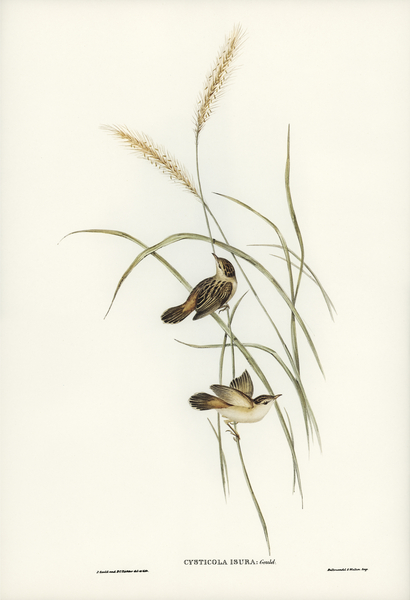 Square-tailed Warbler Cysticola isura illustrated by Elizabeth Gould 1804–1841 for John Gould’s 1804-1881 Birds of Australia  Print