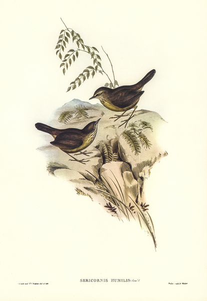 Sombre-coloured Sericornis Sericornis humilis illustrated by Elizabeth Gould 1804–1841 for John Gould’s 1804-1881 Birds of Australia  Print