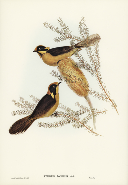 Helmeted Honey-eater Ptilotis cassidix illustrated by Elizabeth Gould 1804–1841 for John Gould’s 1804-1881 Birds of Australia  Print
