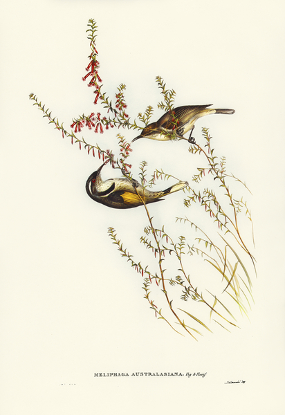 Tasmanian Honey-eater Meliphaga Australasiana illustrated by Elizabeth Gould 1804–1841 for John Gould’s 1804-1881 Birds of Australia  Print