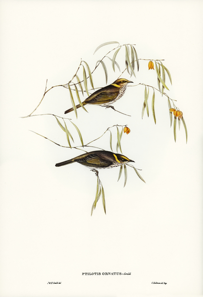 Graceful Honey-eater Ptilotis ornatus illustrated by Elizabeth Gould 1804–1841 for John Gould’s 1804-1881 Birds of Australia  Print