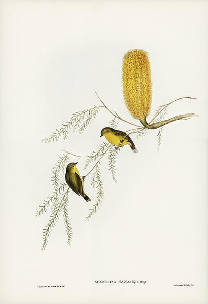 Little Acanthiza Acanthiza nana illustrated by Elizabeth Gould 1804–1841 for John Gould’s 1804-1881 Birds of Australia  Print