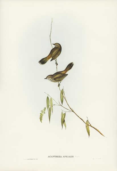 Western Acanthiza Acanthiza apicalis illustrated by Elizabeth Gould 1804–1841 for John Gould’s 1804-1881 Birds of Australia  Print