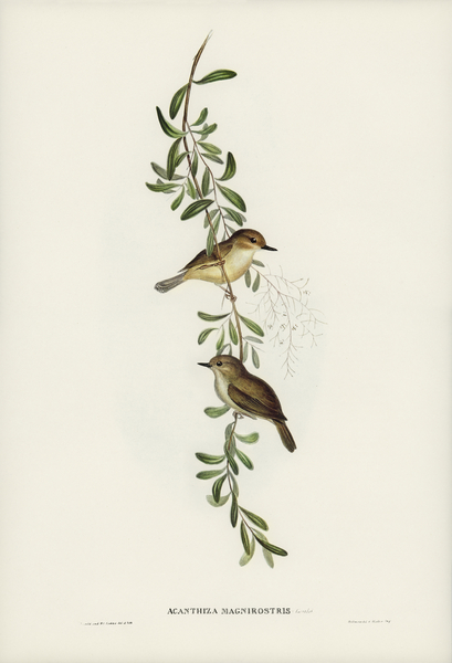 Large-billed Sericornis Sericornis magnirostris illustrated by Elizabeth Gould 1804–1841 for John Gould’s 1804-1881 Birds of Australia  Print