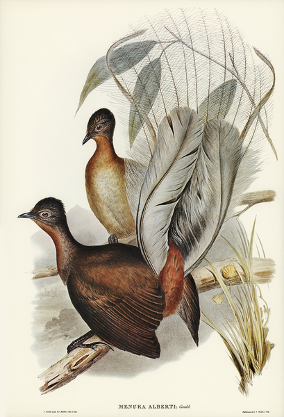 Albert Lyre-Bird Menura Alberti illustrated by Elizabeth Gould 1804–1841 for John Gould’s 1804-1881 Birds of Australia  Print