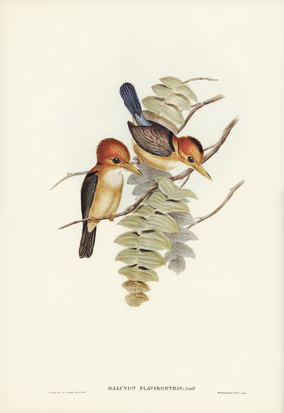 Yellow-billed Kingfisher Halcyon flavirostris illustrated by Elizabeth Gould 1804–1841 for John Gould’s 1804-1881 Birds of Australia  Print