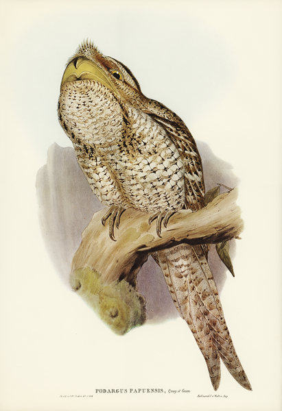 Papuan Podargus Podargus Papuensis illustrated by Elizabeth Gould 1804–1841 for John Gould’s 1804-1881 Birds of Australia  Print
