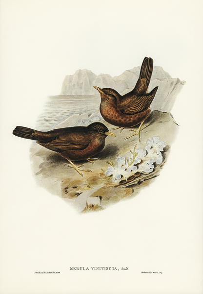 Vinous-tinted Blackbird Merula vinitincta illustrated by Elizabeth Gould 1804–1841 for John Gould’s 1804-1881 Birds of Australia  Print