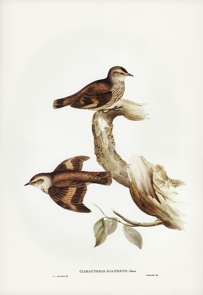 Brown Tree-Creeper Climacteris scandens illustrated by Elizabeth Gould 1804–1841 for John Gould’s 1804-1881 Birds of Australia  Print
