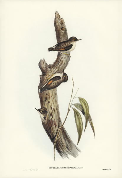 Orange-winged Sittella Sittella chrysoptera illustrated by Elizabeth Gould 1804–1841 for John Gould’s 1804-1881 Birds of Australia  Print