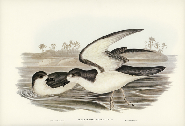 Cooks Petrel Procellaria Cookii illustrated by Elizabeth Gould 1804–1841 for John Gould’s 1804-1881 Birds of Australia  Print
