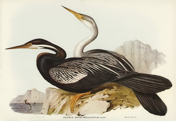 New Holland Darter Plotus Novae-Hollandiae illustrated by Elizabeth Gould 1804–1841 for John Gould’s 1804-1881 Birds of Australia  Print