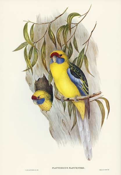 Great-billed Heron Ardea rectirostris illustrated by Elizabeth Gould 1804–1841 for John Gould’s 1804-1881 Birds of Australia  Print