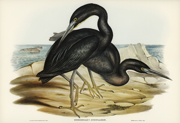 Blue Reef Heron Herodias jugularis illustrated by Elizabeth Gould 1804–1841 for John Gould’s 1804-1881 Birds of Australia  Print