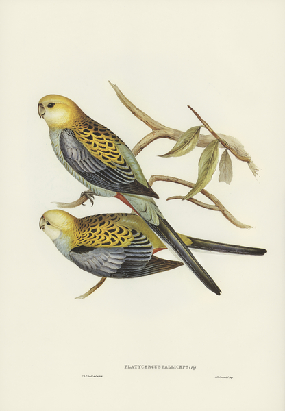 Pale-headed Parakeet Platycercus palliceps illustrated by Elizabeth Gould 1804–1841 for John Gould’s 1804-1881 Birds of Australia  Print