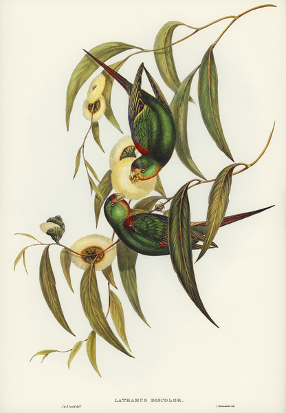 Swift Lorikeet Lathamus discolor illustrated by Elizabeth Gould 1804–1841 for John Gould’s 1804-1881 Birds of Australia  Print