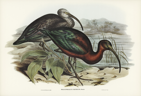 Glossy Ibis Falcinellus igneus illustrated by Elizabeth Gould 1804–1841 for John Gould’s 1804-1881 Birds of Australia  Print