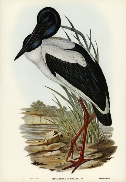 Australian Mycteria Mycteria Australis illustrated by Elizabeth Gould 1804–1841 for John Gould’s 1804-1881 Birds of Australia  Print