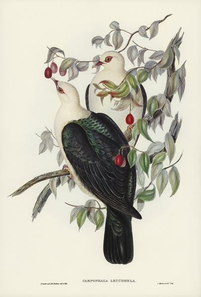 White-headed Fruit Pigeon Carpophaga leucomela illustrated by Elizabeth Gould 1804–1841 for John Gould’s 1804-1881 Birds of Australia  Print
