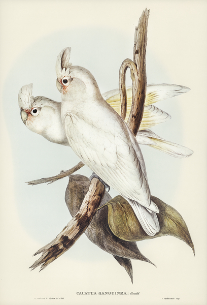 Blood-stained Cockatoo Cacatua sanguinca illustrated by Elizabeth Gould 1804–1841 for John Gould’s 1804-1881 Birds of Australia  Print