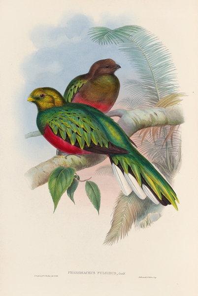John Gould trogons 002 Print