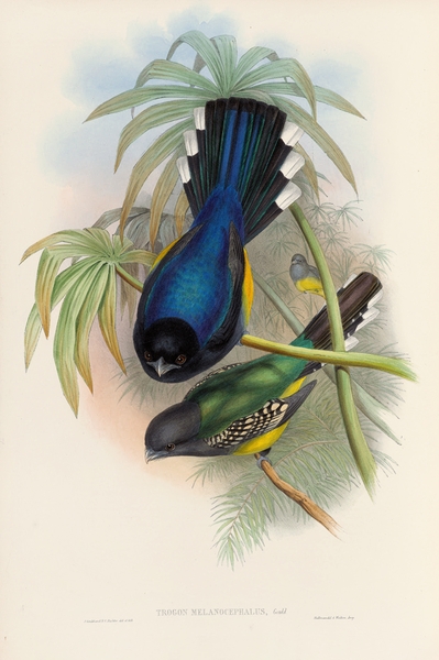 John Gould trogons 007 Print