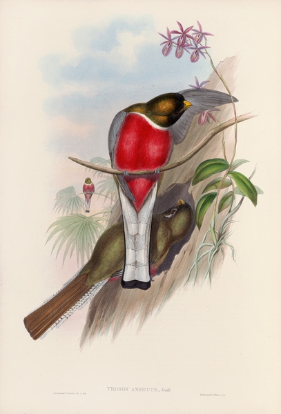 John Gould Birds