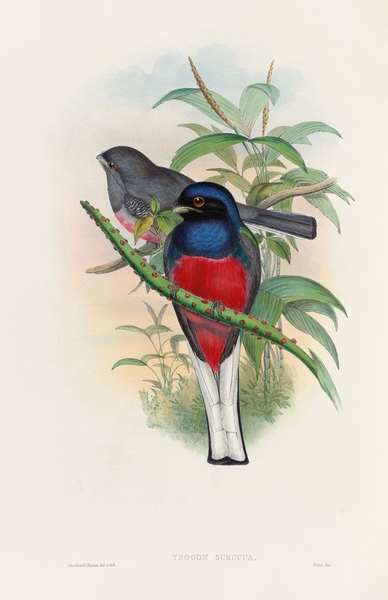 John Gould trogons 017 Print