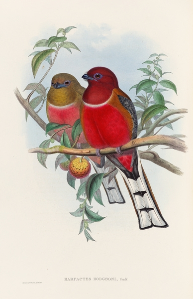 John Gould trogons 021 Print