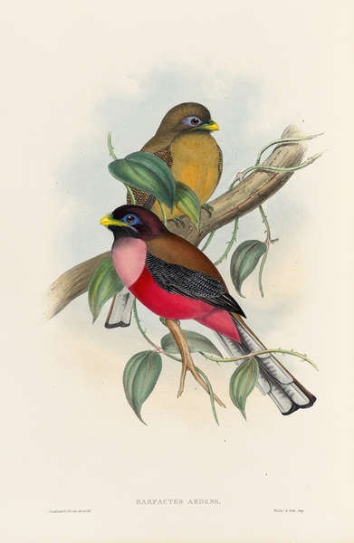John Gould trogons 022 Print