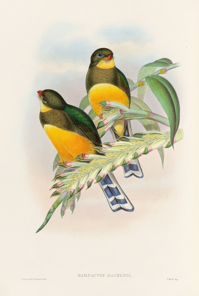 John Gould trogons 025 Print