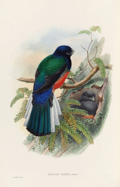 John Gould trogons 031 Print