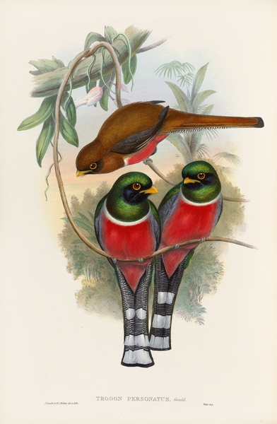 John Gould trogons 032 Print