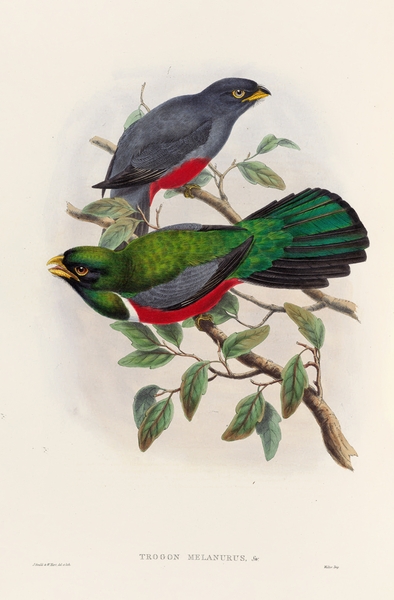John Gould trogons 033 Print