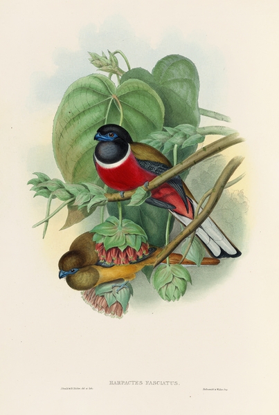 John Gould trogons 035 Print