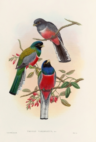 John Gould trogons 042 Print