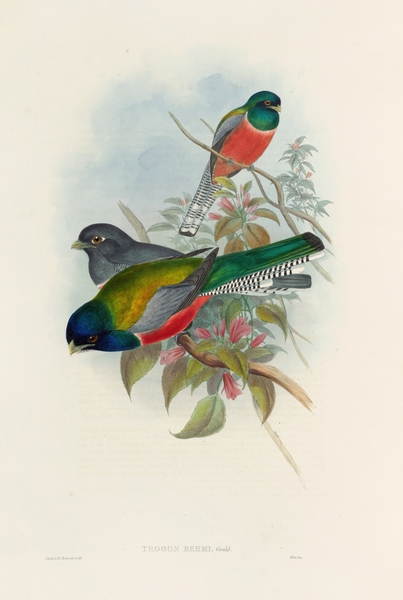 John Gould trogons 043 Print