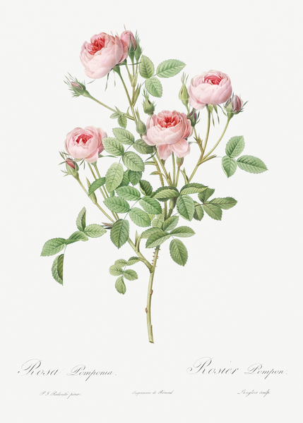 Blooming pink rosebush Print
