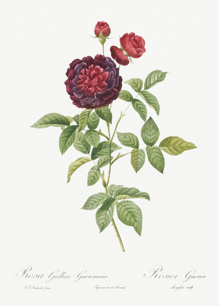 One hundred leaved rose Print