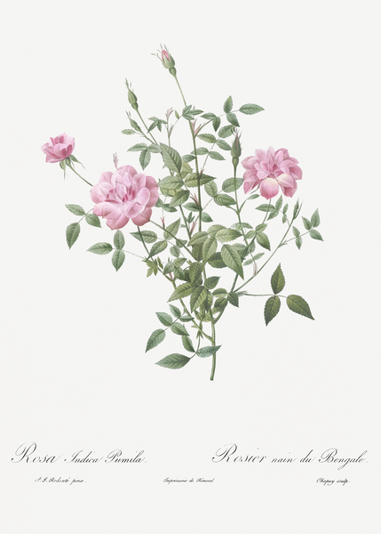 Vintage dwarf rosebush rose Print