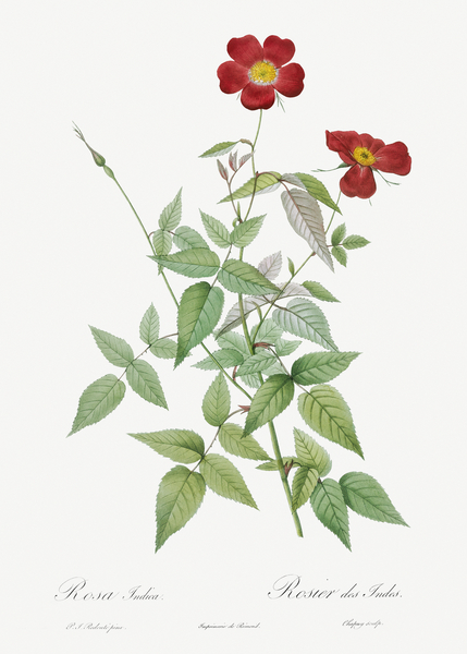 Blooming red rosebush Print