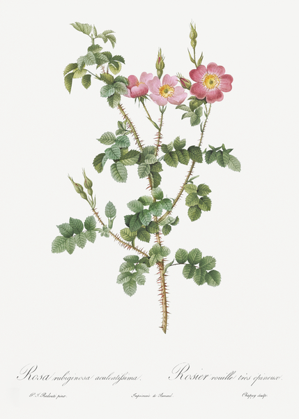 Prickly sweet briar roses Print