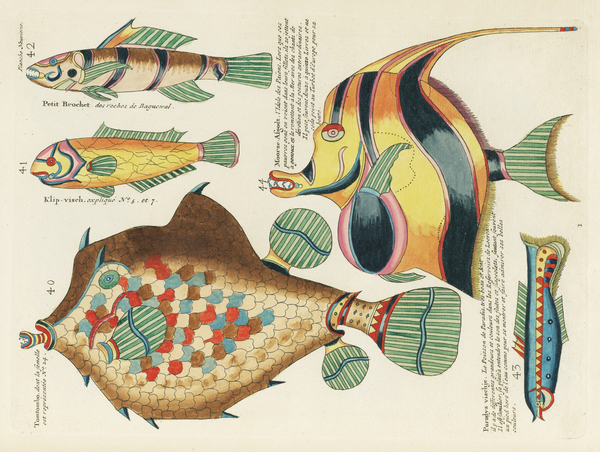 Colourful and surreal illustrations of fishes found in Moluccas Indonesia and the East Indies by Louis Renard 1678 -1746 from Histoire naturelle des plus rares curiositez de la mer des Indes 1754. Print