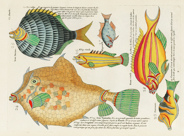 Colourful and surreal illustrations of fishes found in Moluccas Indonesia and the East Indies by Louis Renard 1678 -1746 from Histoire naturelle des plus rares curiositez de la mer des Indes 1754. Print