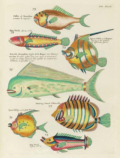 Colourful and surreal illustrations of fishes found in Moluccas Indonesia and the East Indies by Louis Renard 1678 -1746 from Histoire naturelle des plus rares curiositez de la mer des Indes 1754. Print