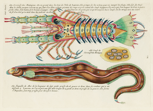 Colourful and surreal illustrations of fish and lobster found in Moluccas Indonesia and the East Indies by Louis Renard 1678 -1746 from Histoire naturelle des plus rares curiositez de la mer des Indes 1754. Print