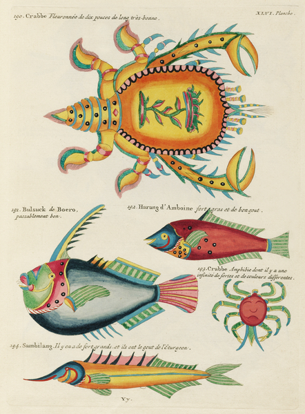 Colourful and surreal illustrations of fishes and lobster found in Moluccas Indonesia and the East Indies by Louis Renard 1678 -1746 from Histoire naturelle des plus rares curiositez de la mer des Indes 1754. Print
