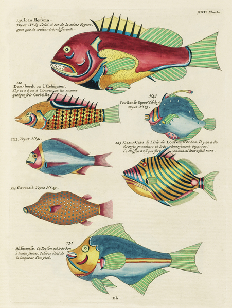 Colourful and surreal illustrations of fishes found in Moluccas Indonesia and the East Indies by Louis Renard 1678 -1746 from Histoire naturelle des plus rares curiositez de la mer des Indes 1754. Print